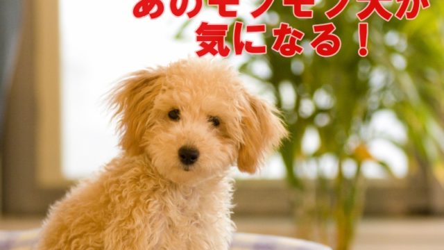 アリースター誕生の犬