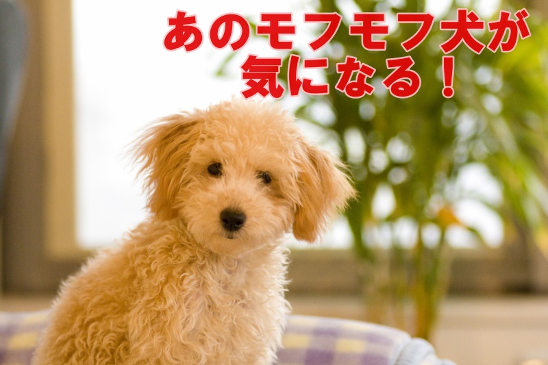 アリースター誕生の犬