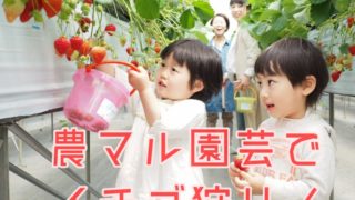 農マル園芸でイチゴ狩り